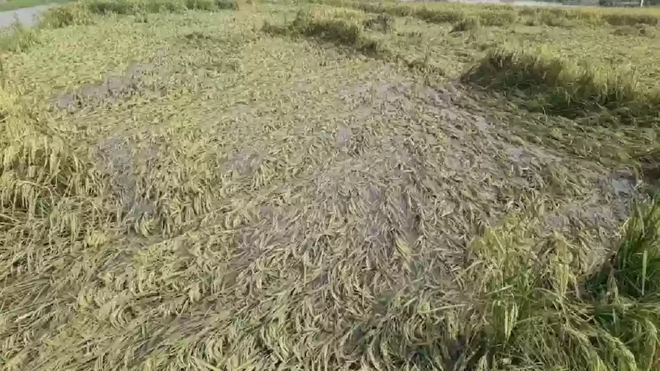 MP Weather Alert: साइक्लोनिक सिस्टम से बदला मध्य प्रदेश का मिजाज, 25 जिलों में ओले-बारिश का कहर, किसानों की फसलें चौपट