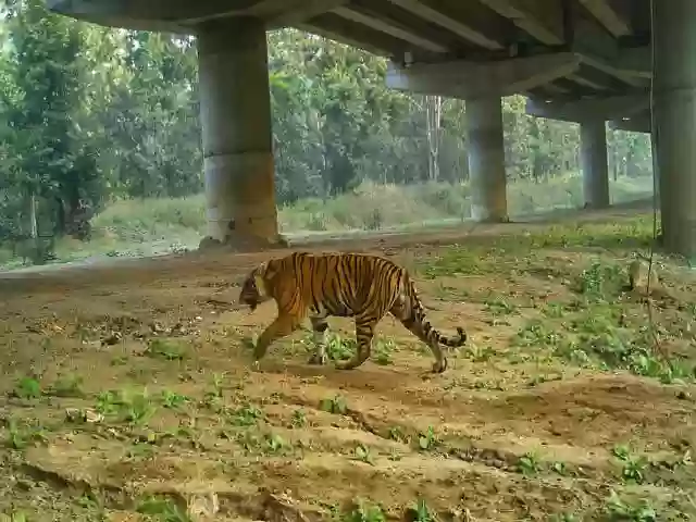 देश का पहला टाइगर टूरिज्म कॉरिडोर बनेगा MP में, 5000 करोड़ से जुड़ेेंगे पेंच-कान्हा-बांधवगढ़-पन्ना