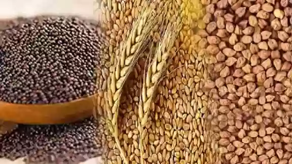 MP Agriculture Report: खाद्यान्न, दलहन और तिलहन उत्पादन में मध्यप्रदेश का दबदबा, देश के टॉप राज्यों में बनाई मजबूत पहचान