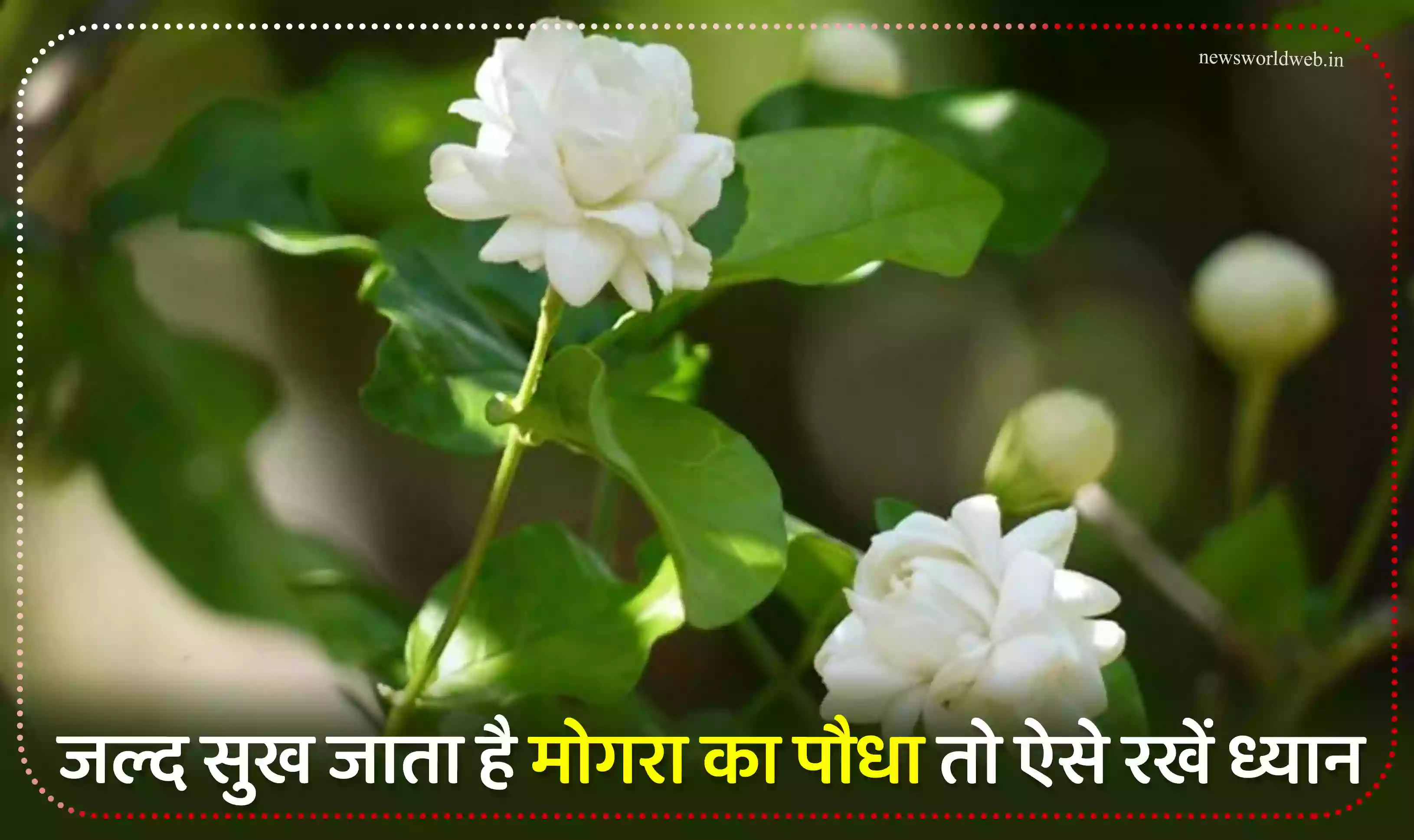 जल्द सुख जाता है मोगरा का पौधा? ऐसे रखें उसका ध्यान  खुशनुमा कर देगा माहौल