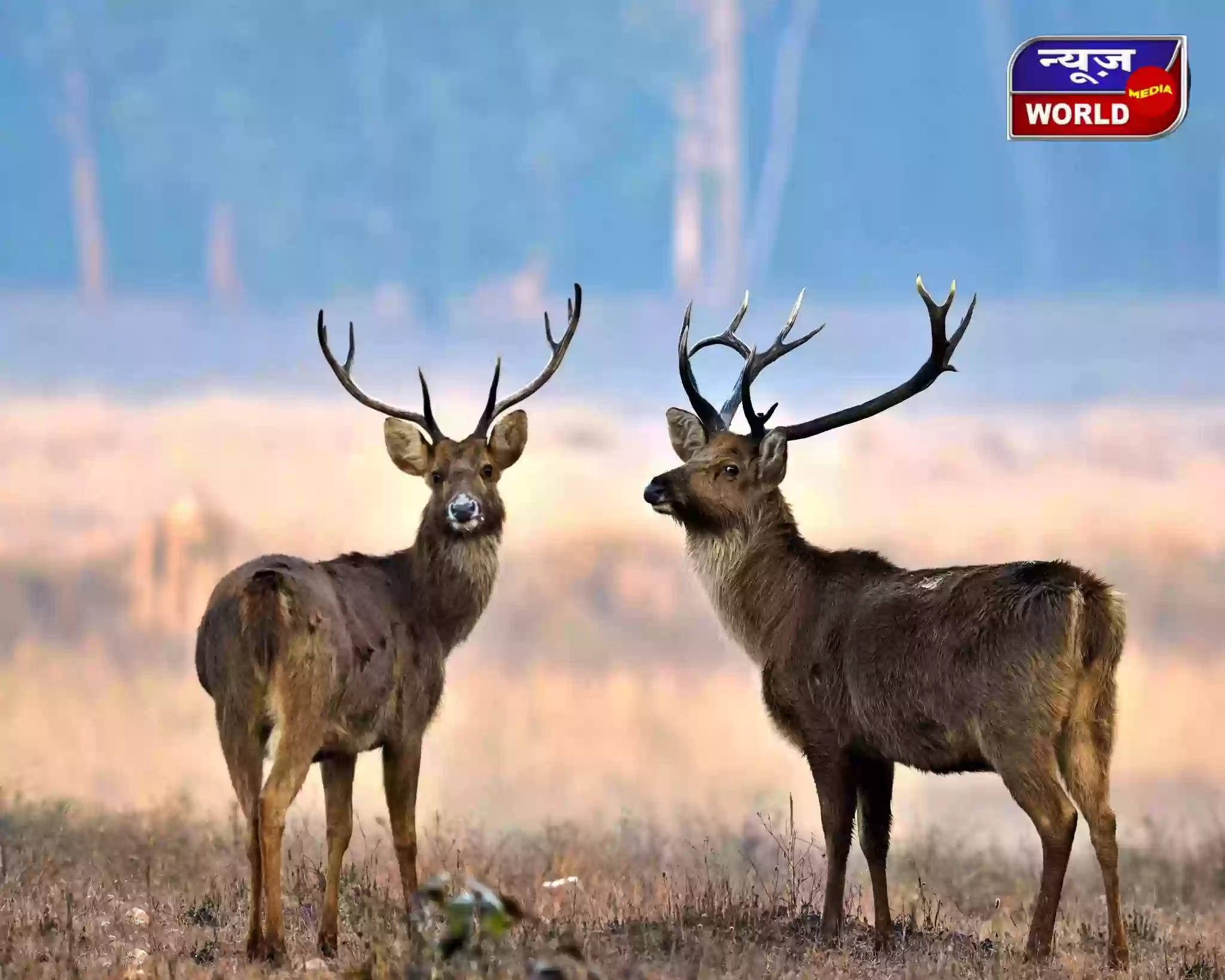 सतपुड़ा के जंगलों में लौटी ‘सुंदर हिरण’ की रौनक, 60 से बढ़कर 260 हुई बारासिंघा की संख्या