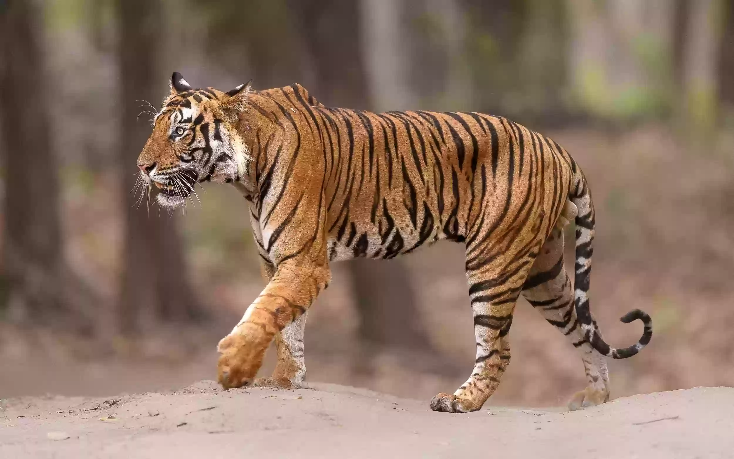 मध्यप्रदेश में बढ़ती बाघों की मौत पर हाईकोर्ट सख्त, बांधवगढ़ टाइगर रिजर्व से मांगी विस्तृत रिपोर्ट