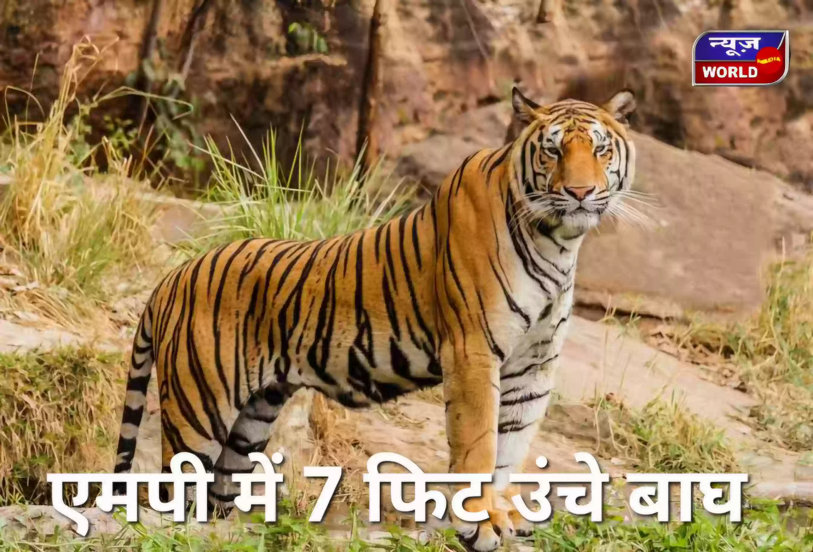 एमपी में 7 फीट उंचे बाघ! सतपुड़ा टाइगर रिजर्व में टाइगर आकलन में मिले चौंकाने वाले संकेत