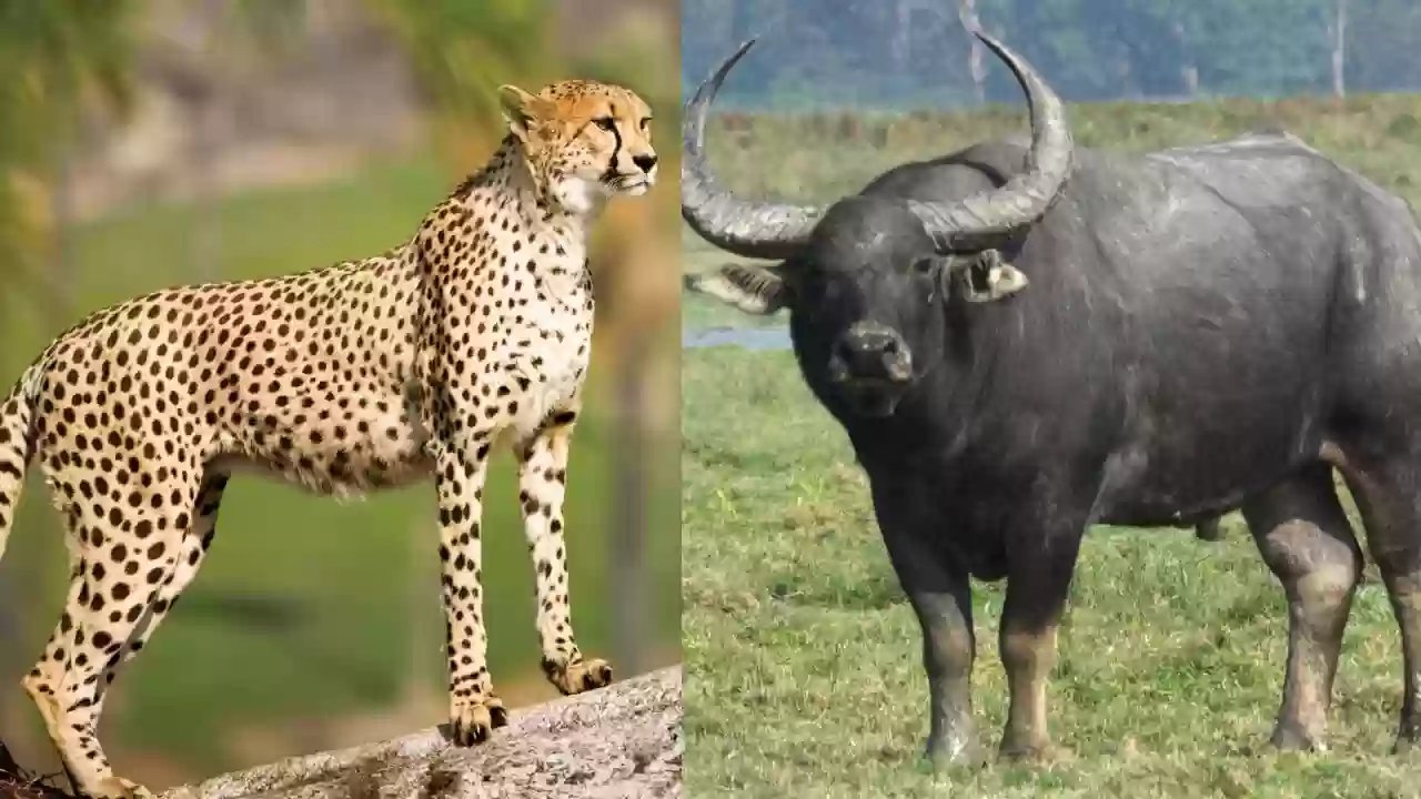 एमपी में वन्यजीव संरक्षण को नई उड़ान: कूनो के बाद असम के जंगली भैंसों की बसाहट की तैयारी, 28 फरवरी को आएंगे 8 नए चीते