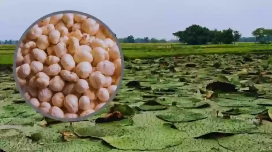 मध्यप्रदेश में भी बिहार की तर्ज पर मखाना की खेती को किया जाएगा प्रोत्साहित, चार जिलों में पायलट प्रोजेक्ट के तौर पर शुरुआत: नारायण सिंह कुशवाह