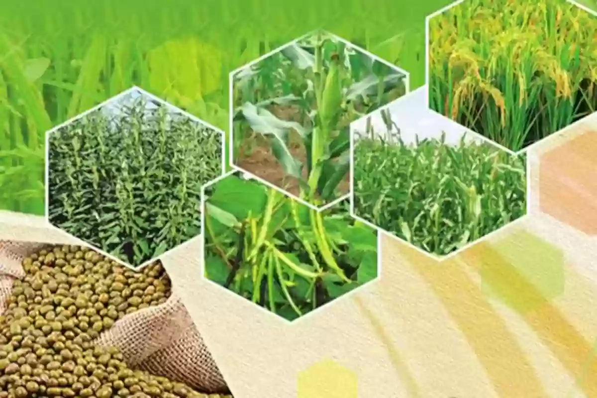 डीएपी के बदले किसानों को भरपूर मात्रा में विकल्प के रूप में उपलब्ध कराई जा रही एनपीके और एसएसपी खाद की