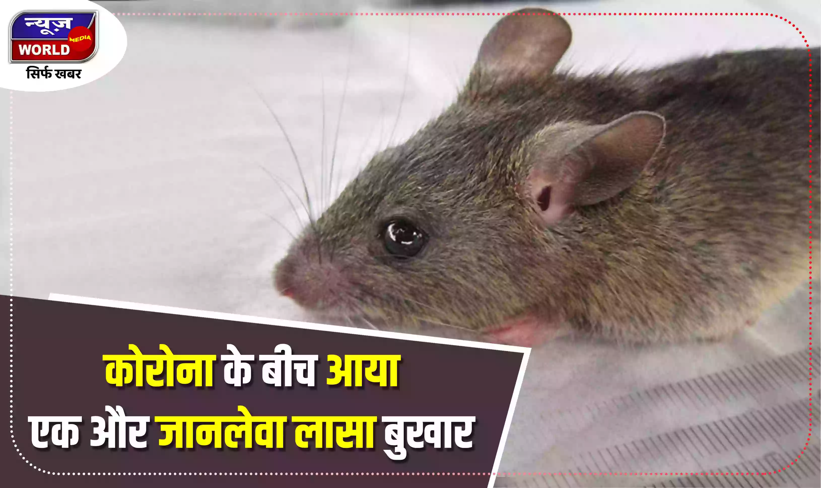 कोरोना वायरस के बीच आया एक और जानलेवा लासा बुखार, 123 लोगों ने गवाई अपनी जान