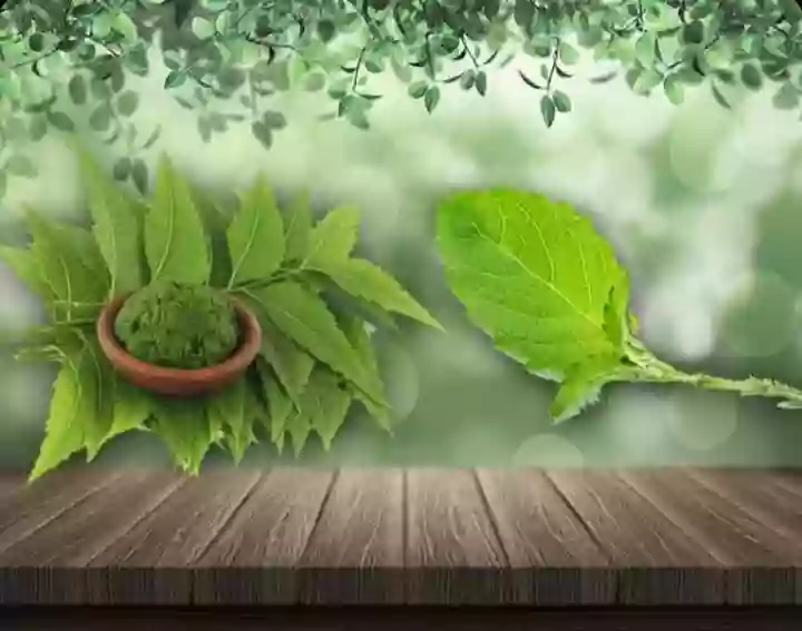 घर के आंगन में लगी यह पत्तियां सेहत के लिए है वरदान, जानें इनके फायदे