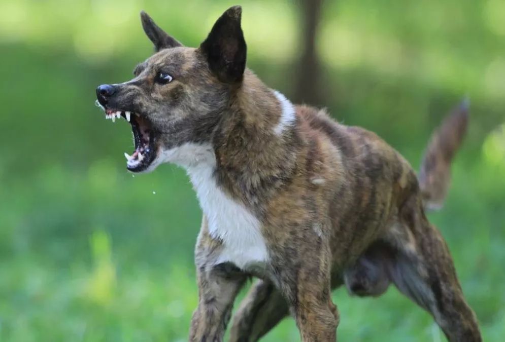 पालतू कुत्ता वन क्षेत्र में पाए जाने पर उसके मालिक के खिलाफ की जाएगी कार्रवाई