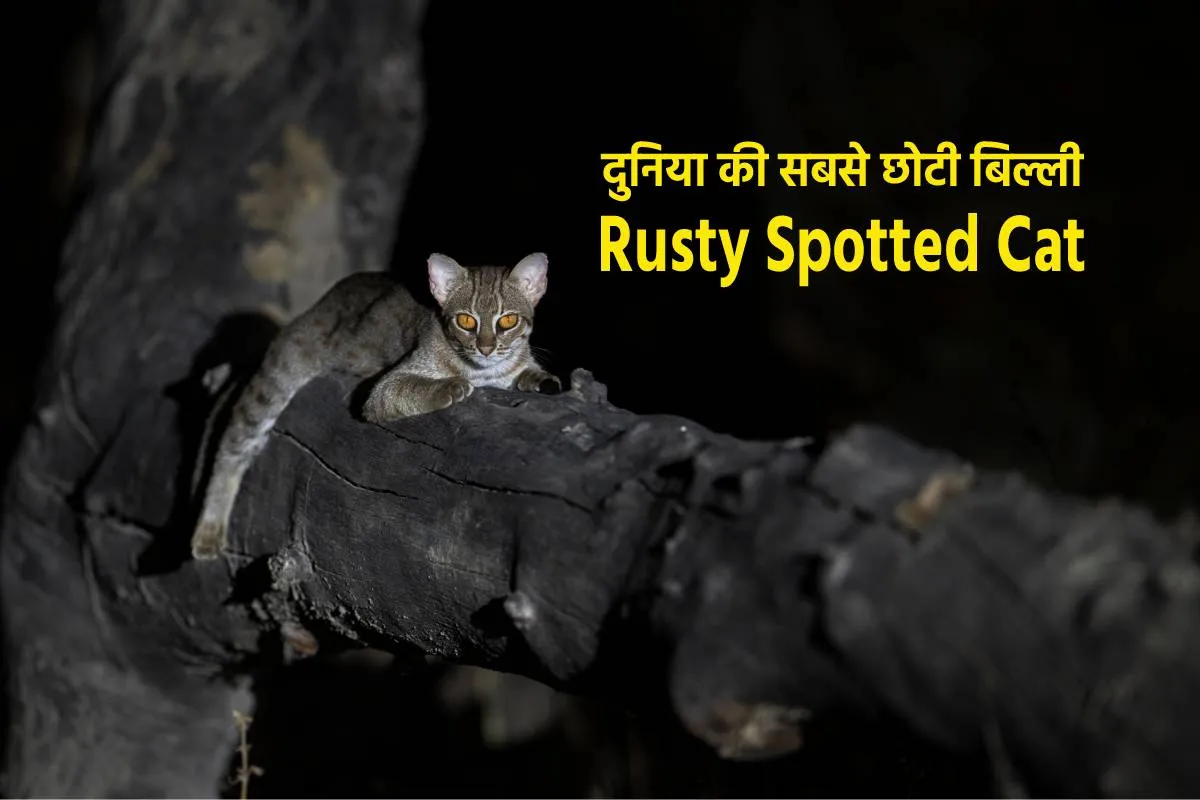 MP के जंगल में दिखा ‘पॉकेट टाइगर’: दुनिया की सबसे छोटी जंगली बिल्ली कैमरे में कैद, वन विभाग भी रह गया हैरान