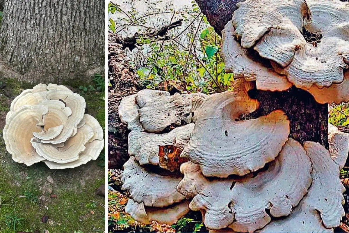 जबलपुर की मदन महल पहाड़ियों में मिला दुर्लभ विशाल मशरूम, विशेषज्ञ बोले—खुशी के साथ सावधानी भी जरूरी
