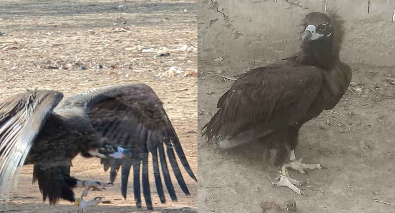 भोपाल से उड़ा गिद्ध 1200 किमी पार कर पाकिस्तान पहुंचा, GPS सिग्नल बंद होने से मचा हड़कंप