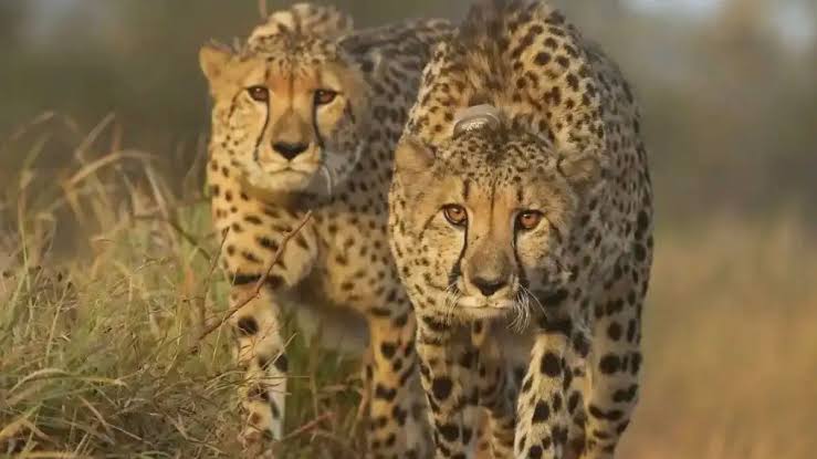 प्रोजेक्ट चीता में बड़ी सफलता: प्रभास-पावक ने गांधीसागर में 365 दिन पूरे किए, अनोखी साझेदारी ने बनाया सर्वाइवल का नया मॉडल