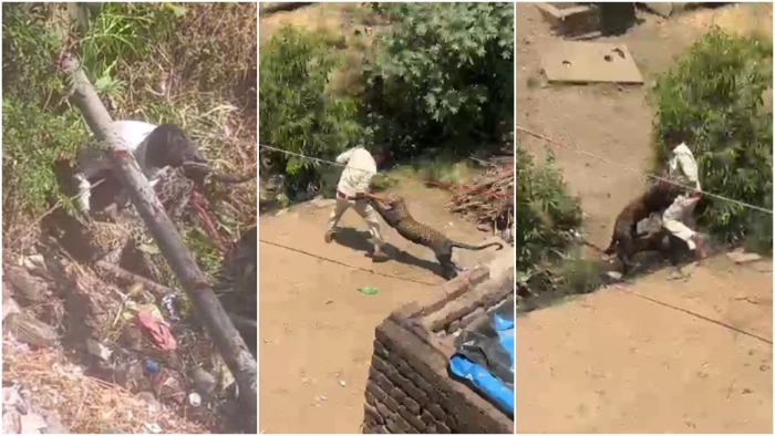 धार के गुजरी गांव में तेंदुए का हमला, 4 लोग घायल; युवक ने पकड़ा फिर भी भाग निकला, गांव में दहशत