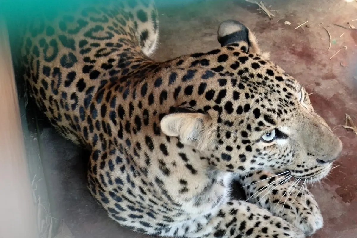 MP Leopard Attack: भाजपा नेता के घर घुसा तेंदुआ, बुजुर्ग पर हमला, 6 घंटे दहशत में रहा परिवार और गांव में मचा हड़कंप