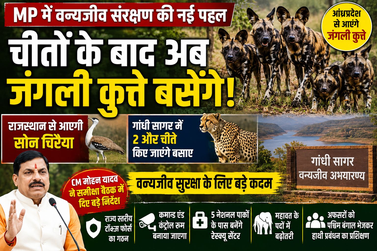 MP Wildlife Plan: चीतों के बाद अब जंगली कुत्तों की होगी वापसी, सोन चिरैया भी बसाई जाएगी