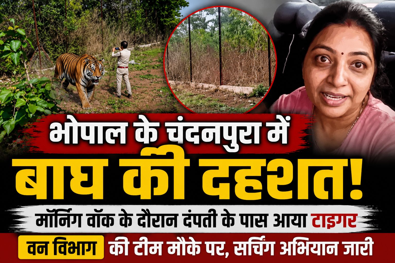 भोपाल टाइगर मूवमेंट: चंदनपुरा में मॉर्निंग वॉक के दौरान दंपती के बेहद करीब पहुंचा बाघ, वन विभाग ने शुरू किया सर्चिंग अभियान