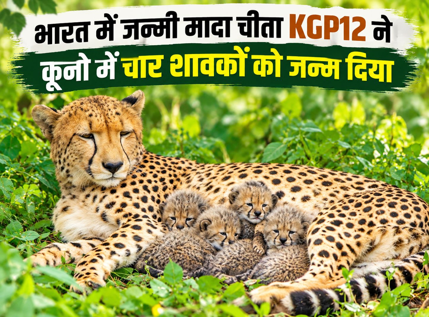 भारत में जन्मी मादा चीता KGP12 ने कूनो में चार शावकों को दिया जन्म