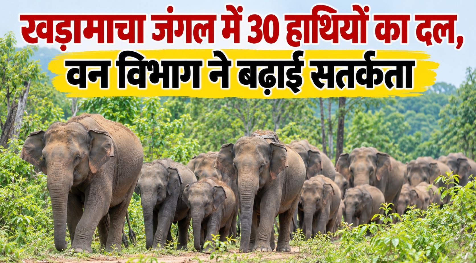 छत्तीसगढ़: खड़ामाचा जंगल में 30 हाथियों का दल, वन विभाग ने बढ़ाई सतर्कता