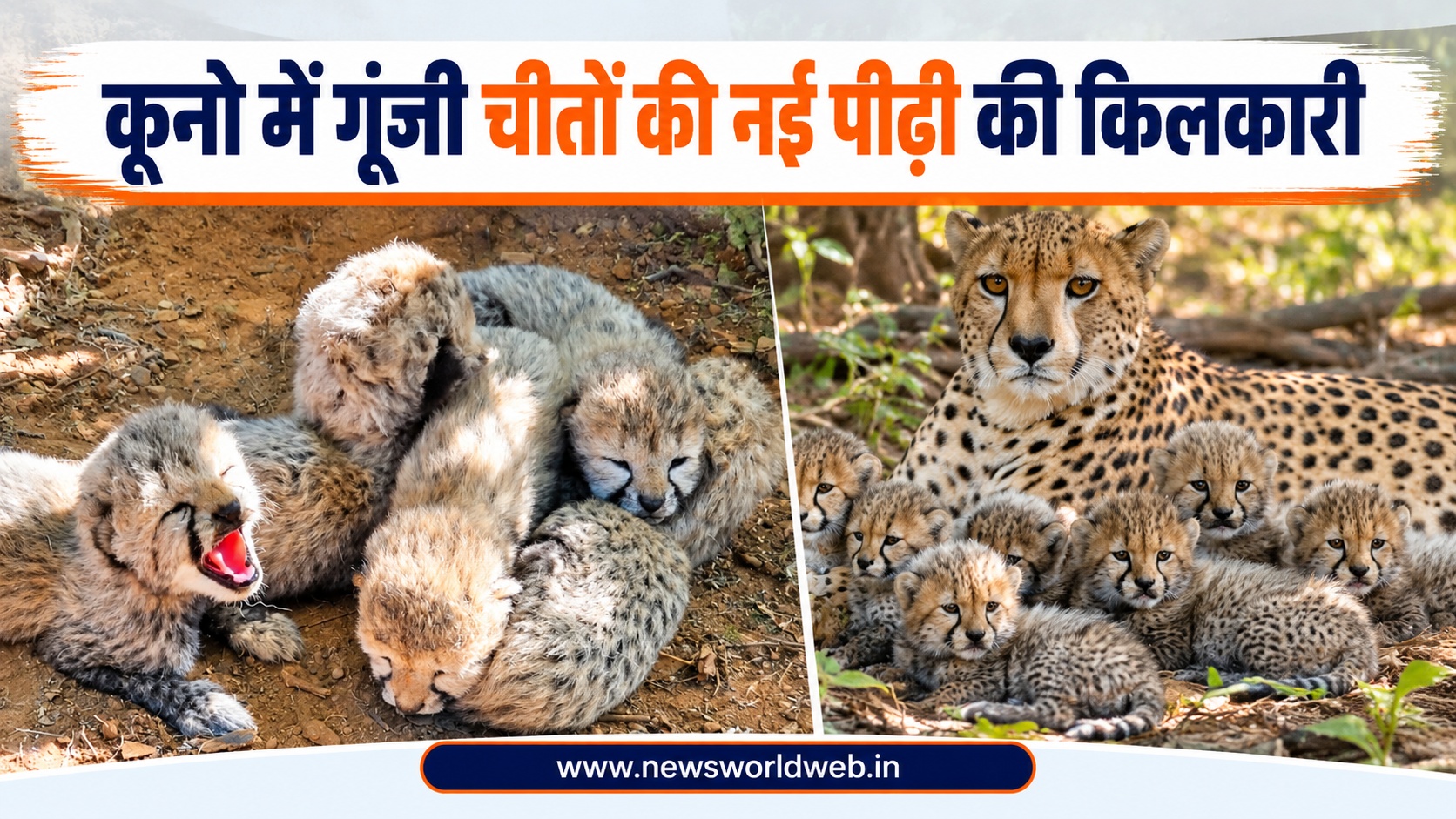 कूनो नेशनल पार्क में KJP21 ने 5 चीता शावकों को दिया जन्म, भारत में चीतों की संख्या बढ़कर हुई 60