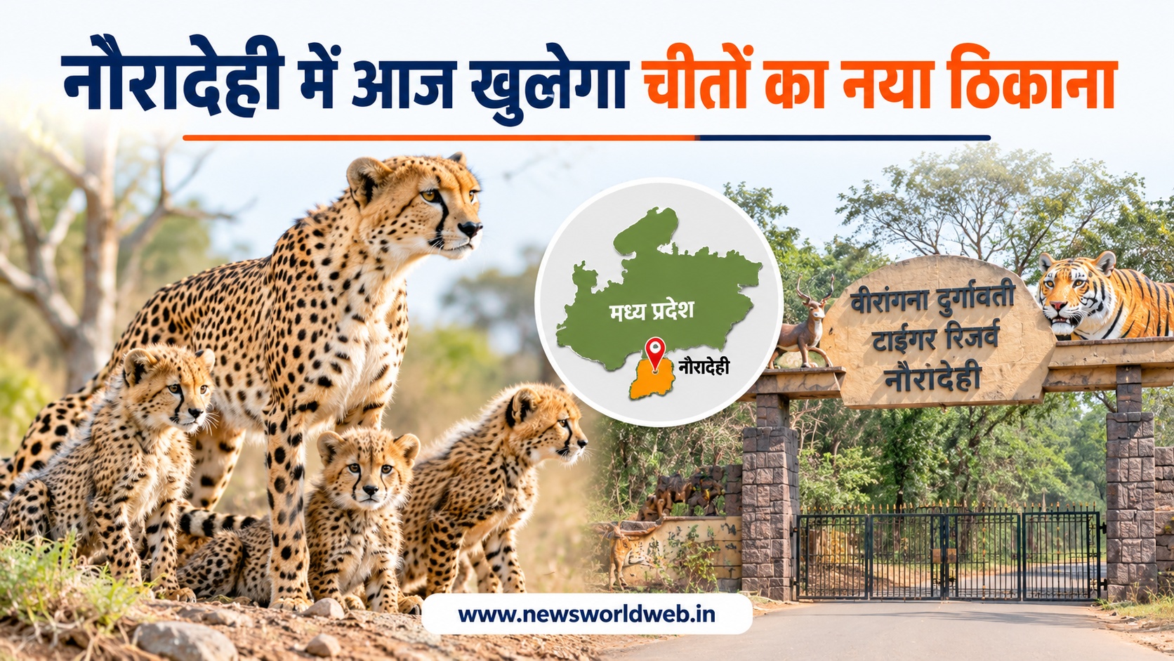 नौरादेही में आज से चीता संरक्षण का नया अध्याय, भारत में जन्मे चीतों की बढ़ती आबादी अब नए जंगल में पहुंचेगी