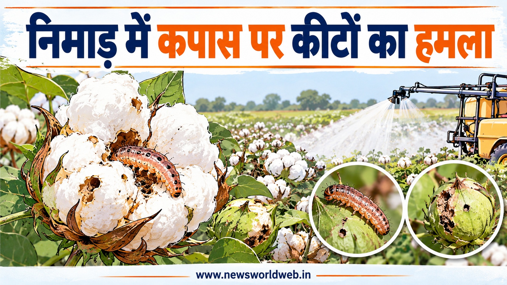 कपास संकट: मध्यप्रदेश के निमाड़ में 4 लाख हेक्टेयर फसल पर गुलाबी इल्ली का बढ़ा प्रकोप, उत्पादन 30% घटा