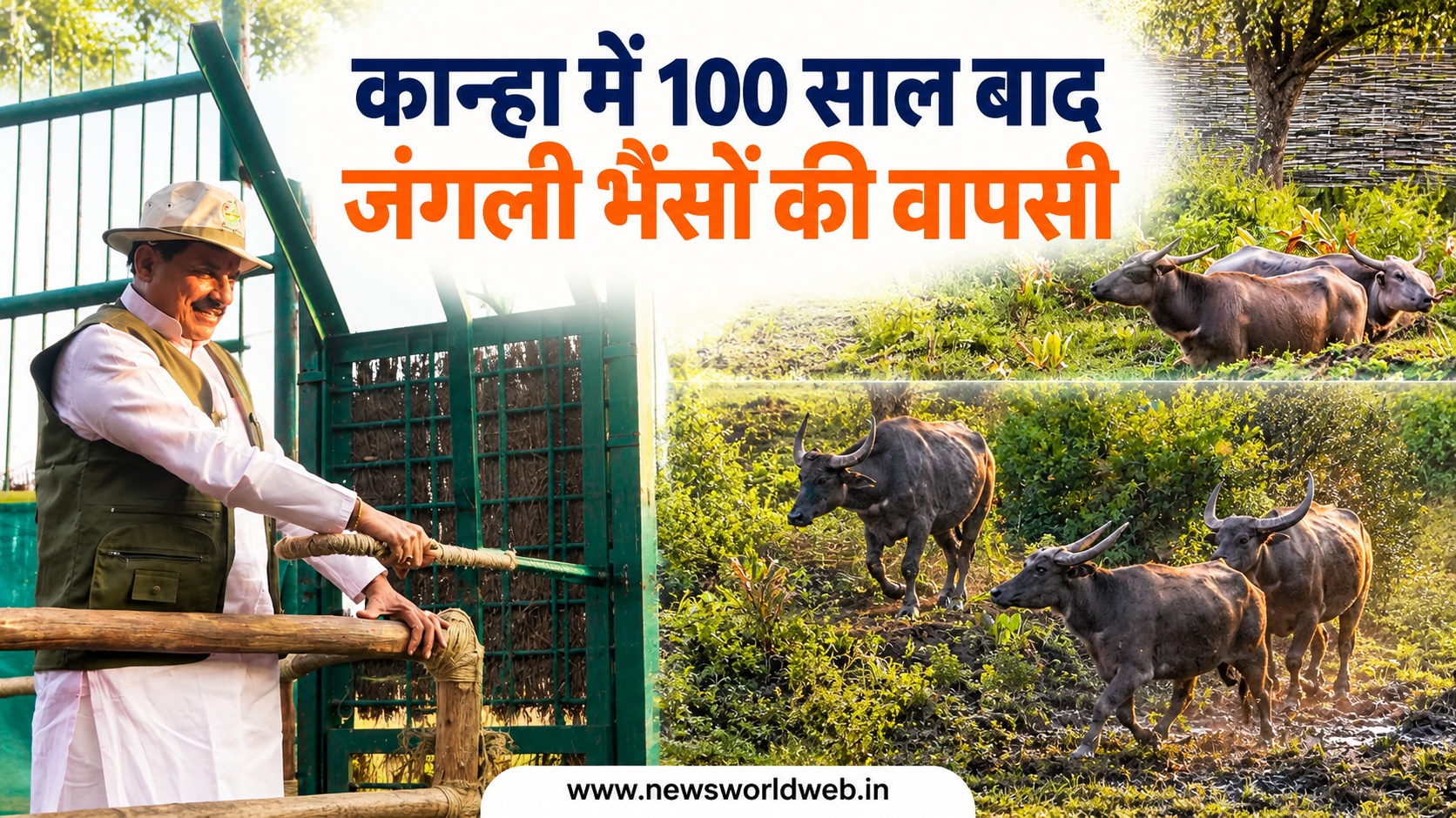 कभी मध्य प्रदेश के जंगलों की पहचान थे जंगली भैंस, अब कान्हा में फिर बसाने की तैयारी