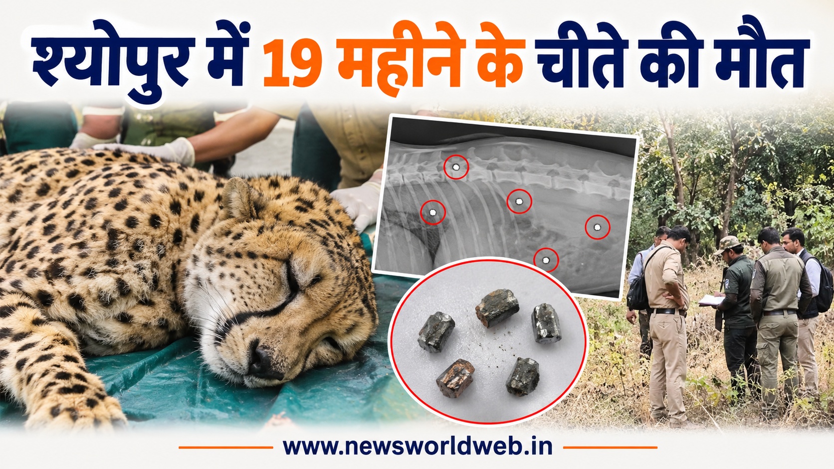 MP में 19 महीने के चीते की दर्दनाक मौत, शरीर में मिले 5 छर्रे; अब STF करेगी जांच