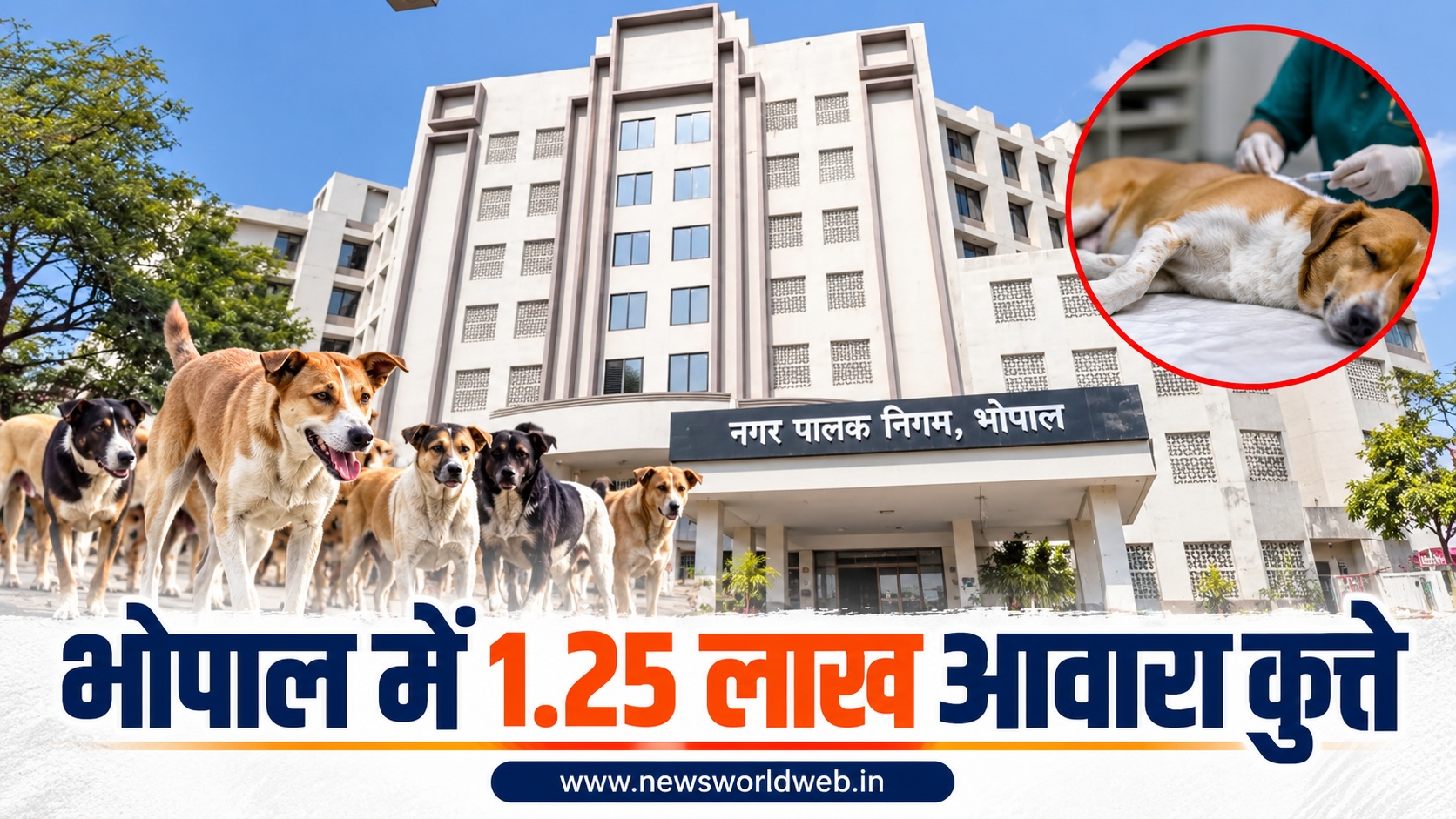 तीन नसबंदी केंद्र, हर साल 25 हजार कुत्तों का दावा और 8.56 करोड़ खर्च, फिर भी भोपाल में नहीं घट रही आबादी