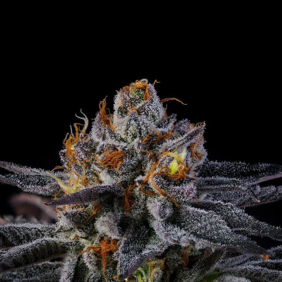 Pep Z fem Cannabis-Pflanze mit harzigen Blüten vor neutralem Hintergrund – Wizard Trees Genetics