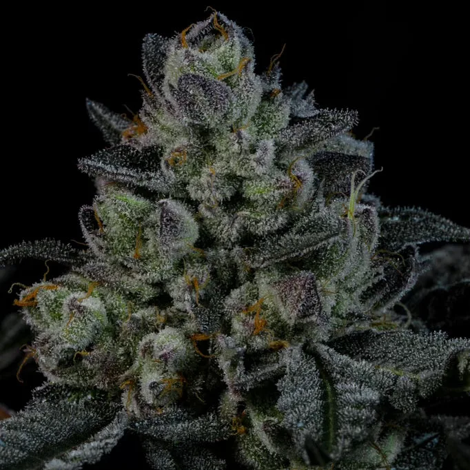 NEON Runtz fem Cannabis-Pflanze mit harzigen Blüten vor neutralem Hintergrund – Wizard Trees Genetics