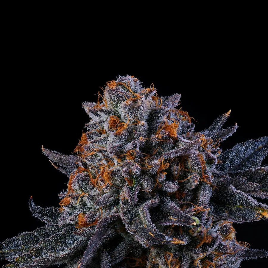 Tea Time fem Cannabis-Pflanze mit harzigen Blüten vor neutralem Hintergrund – Wizard Trees Genetics