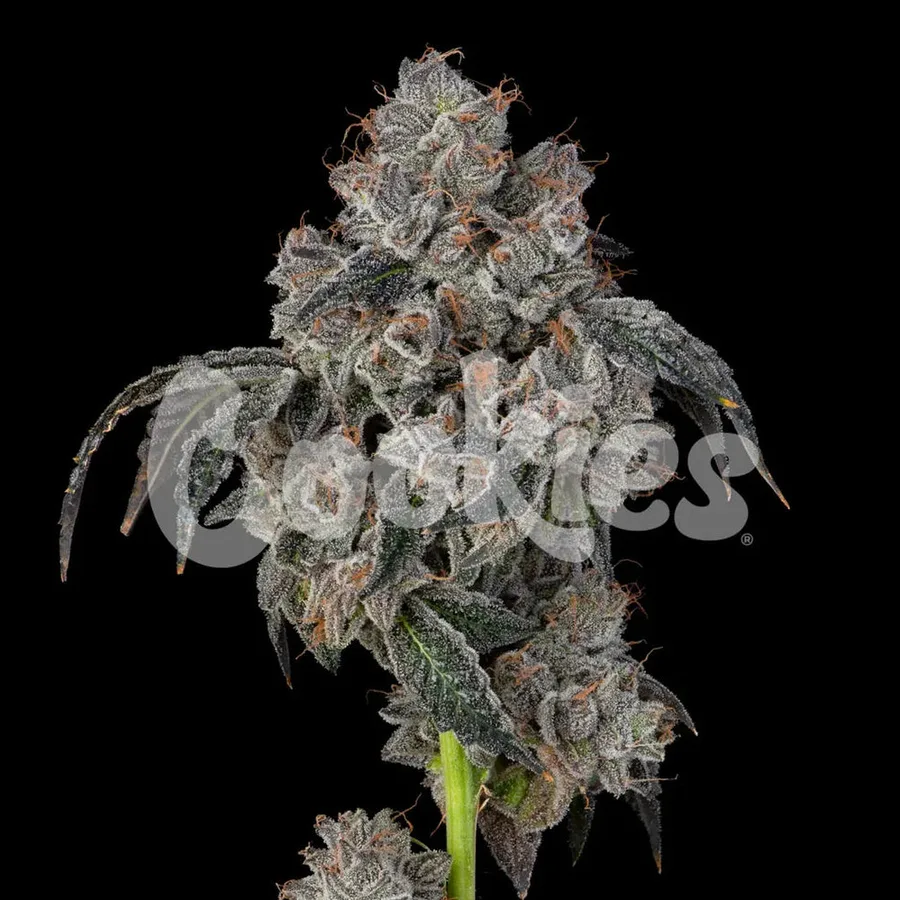 Blueberry Cherries fem Cannabis-Pflanze mit harzigen Blüten vor neutralem Hintergrund – Cookies Seed Bank