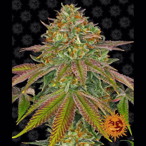 Wedding Cake fem Cannabis-Pflanze mit harzigen Blüten vor schwarzem Hintergrund mit Markenmuster– Barney's Farm
