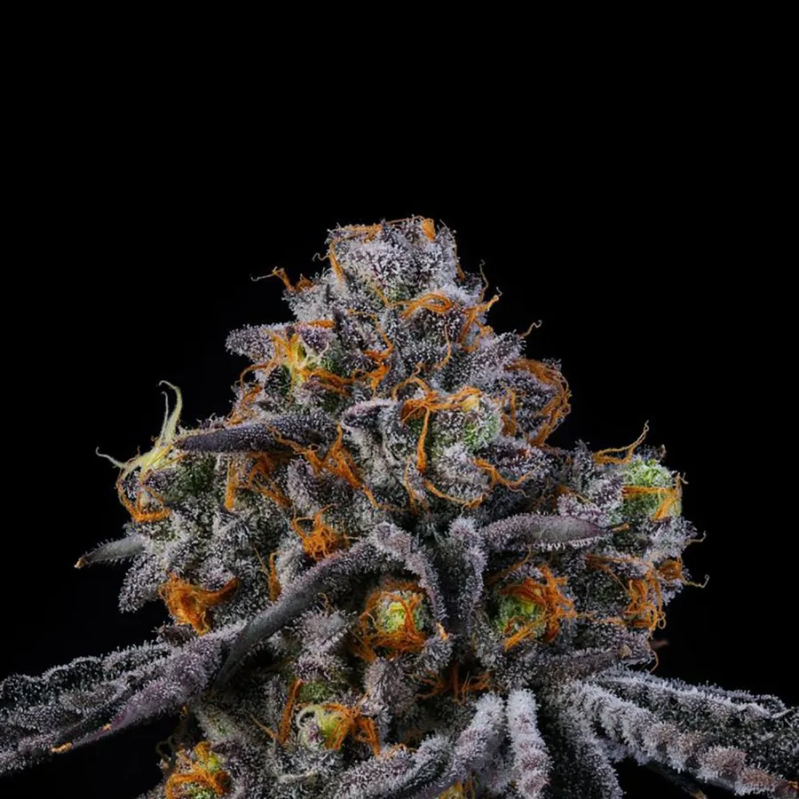 RS 11:11 fem Cannabis-Pflanze mit harzigen Blüten vor neutralem Hintergrund – Wizard Trees Genetics