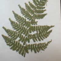 Fern mini print