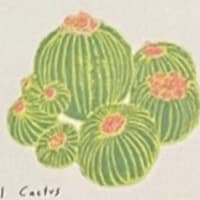 Barrel Cactus mini print