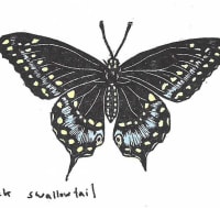 Black Swallowtail mini print