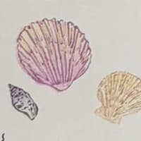 Shells mini print
