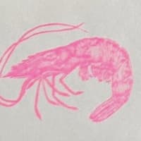 Shrimp mini print