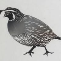 California Quail mini print
