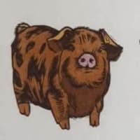 Kune Kune Pig mini print