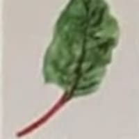 Swiss Chard Leaf mini print