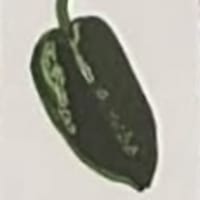 Poblano mini print
