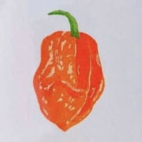 Habanero mini print