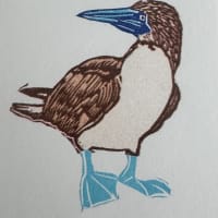 Bright Blue Foot Booby mini print