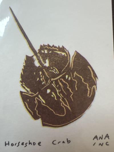 Horseshoe Crab