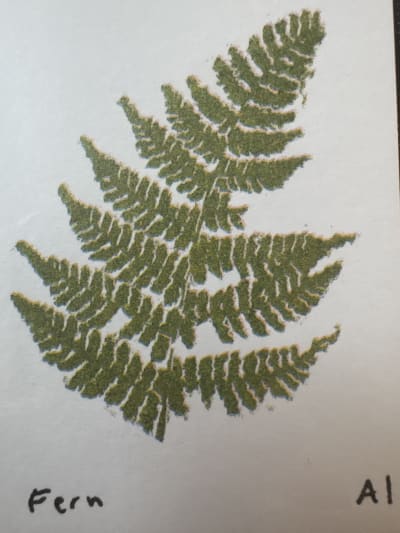 Fern