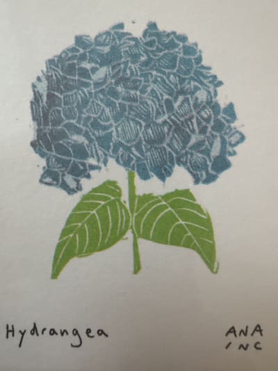 Hydrangea