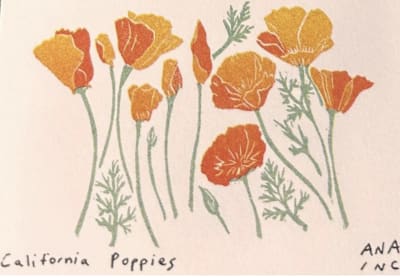California Poppies